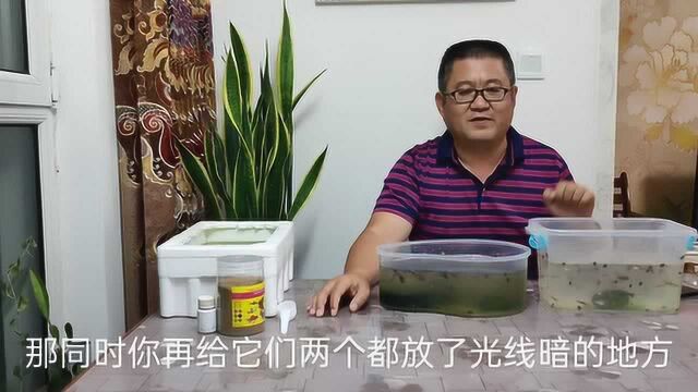 孔雀鱼体色与光照的关系,你清楚吗?余月从两个角度进行分析