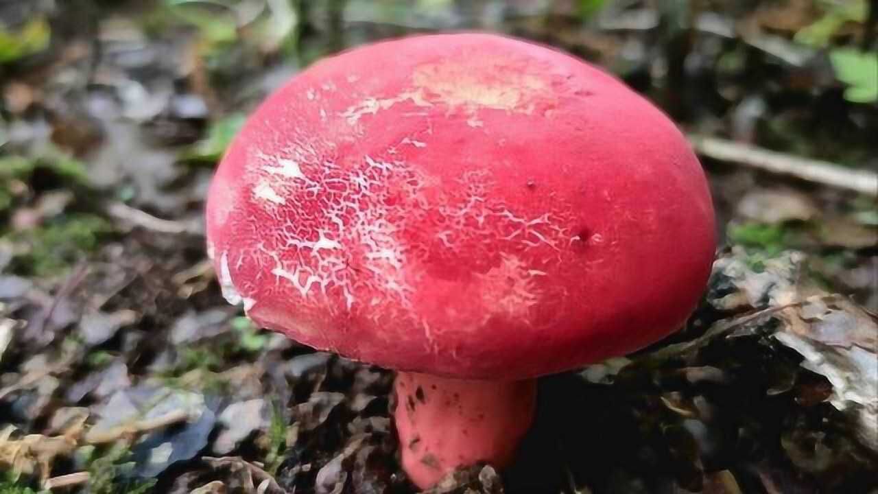 覃子涵:珍品野生红菇,体虚,产妇宜食用,网上几百一斤,农村满地无人采