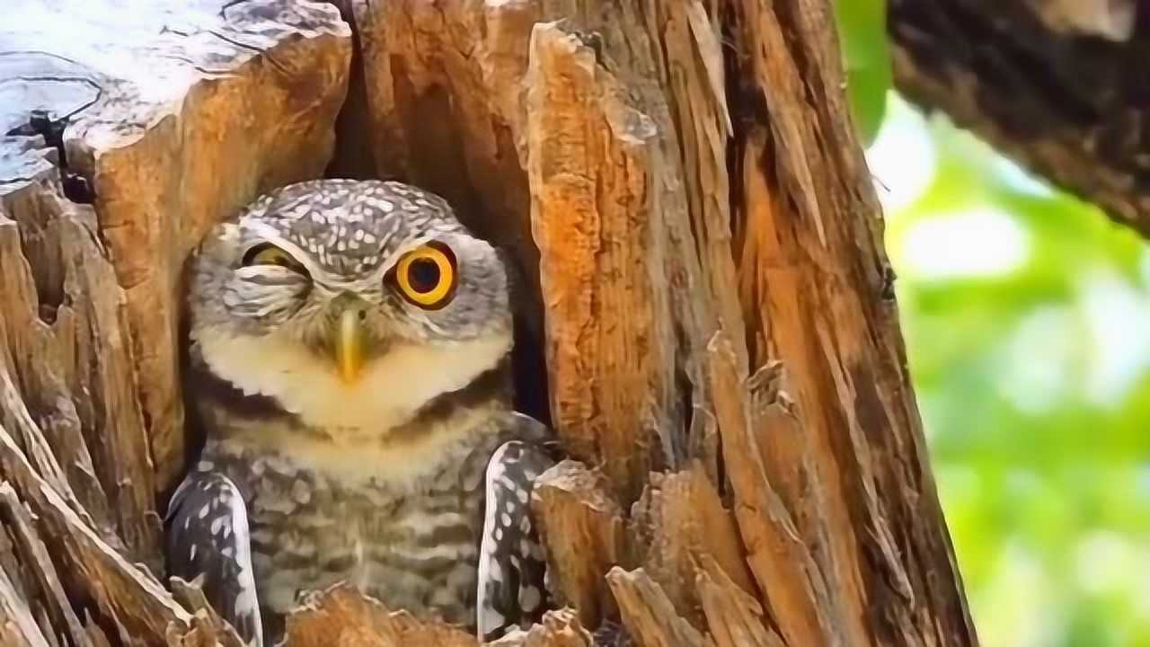 一只假装睡觉的小猫头鹰时不时观察周围动静呆萌的小表情太逗了