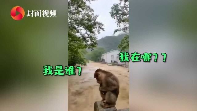 福建武夷山遇暴雨水位暴涨 小猴蹲桥上望着洪水惊惶失措