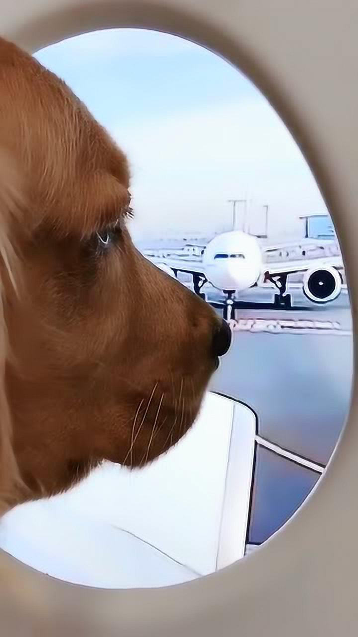 带着金毛坐飞机,让狗子感受下,天空的美景!