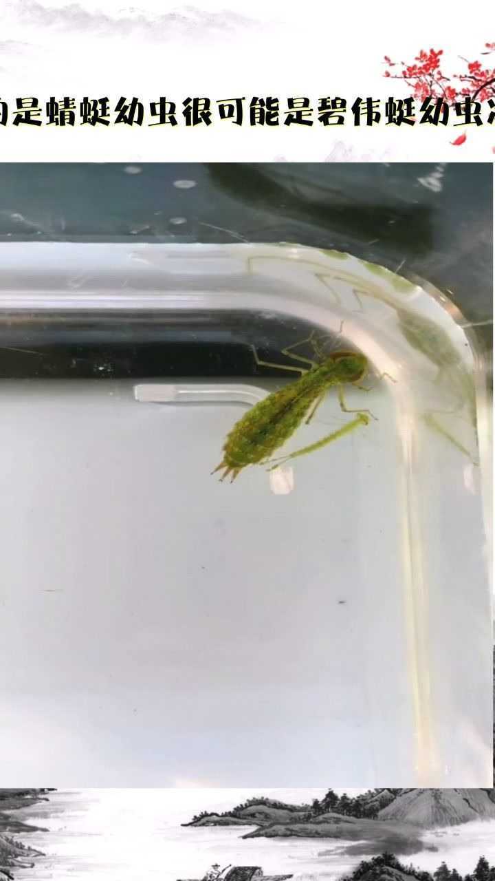 这只最大的是蜻蜓幼虫很可能是碧伟蜓幼虫准备养起来