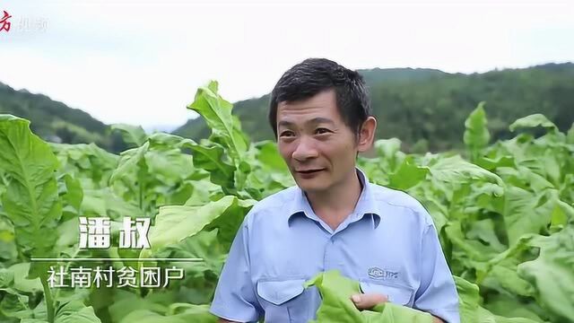 梅州平远社南村:烟叶成为脱贫“黄金叶”,致富梦填满“空心村”|决战决胜脱贫攻坚