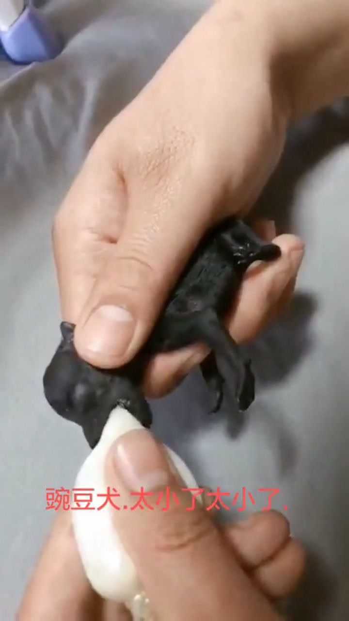 茶杯犬妈妈怀胎60天,独生子出生第2天,真是太小了