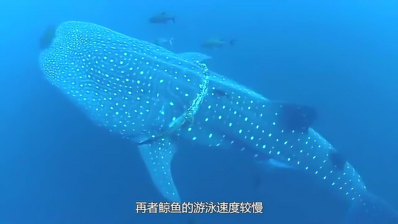 鲸鱼身上寄生这么多藤壶海豚身上却干干净净为什么呢