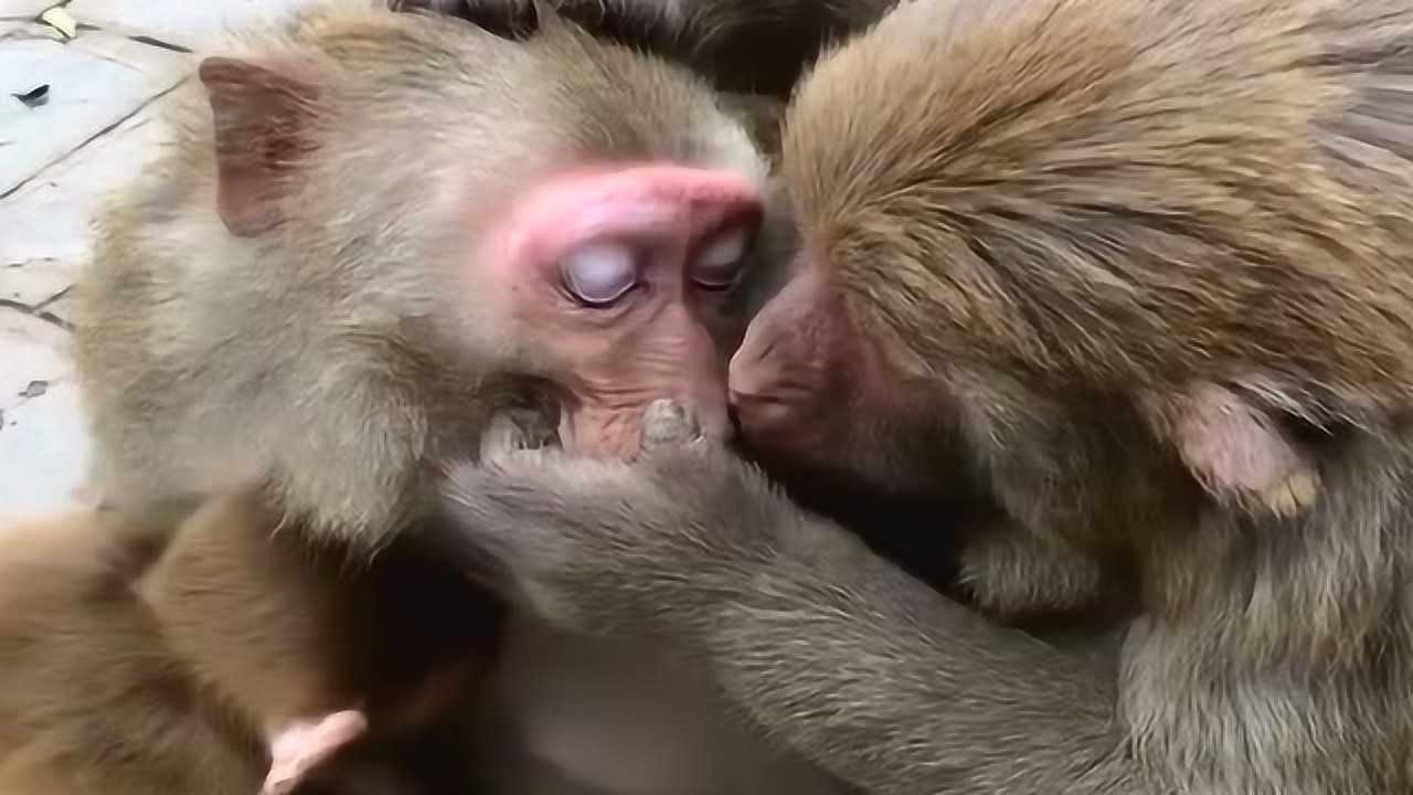 这才是真正的爱情,公猴子一边为母猴拔毛一边亲,太幸福了!
