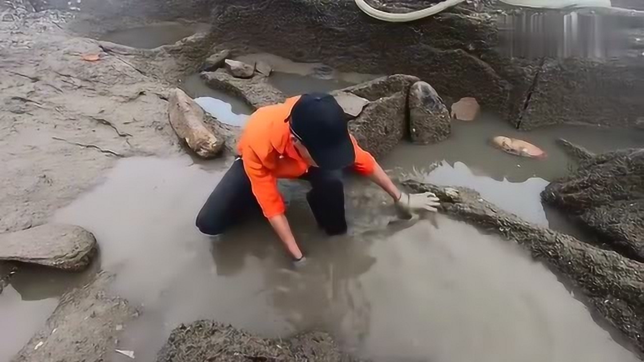 福建小伙赶海抽水坑,又捡到了6000块一斤的海秘密,这回发财了!