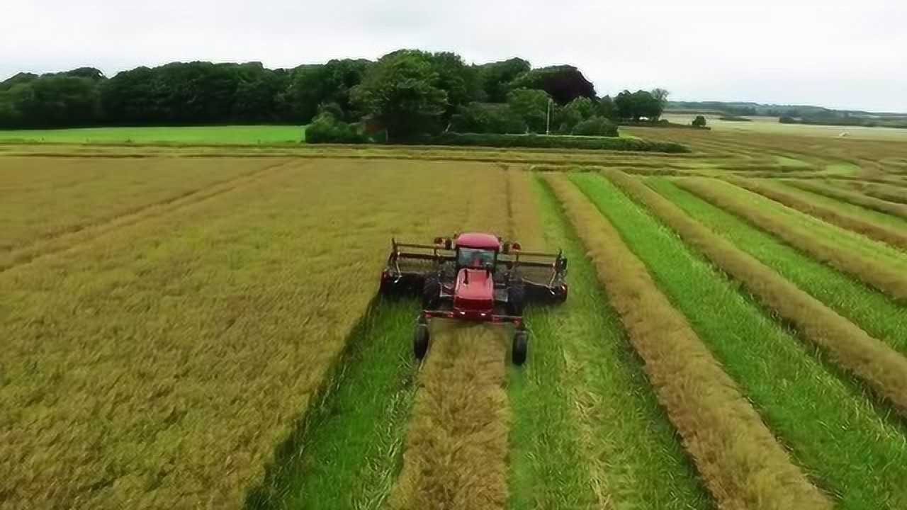 农机影集macdon麦克唐m155割晒机,搭载谷物割台作业