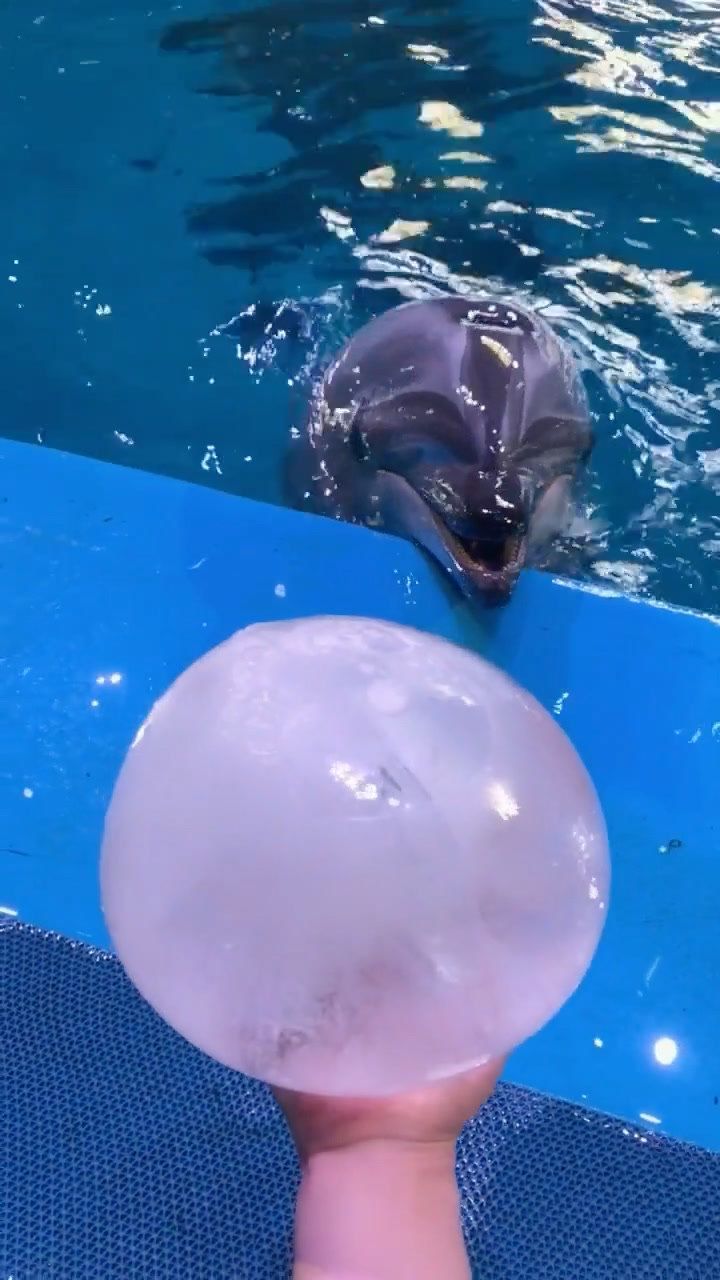 小海豚实在太可爱了,竟然还会唱歌,不可思议