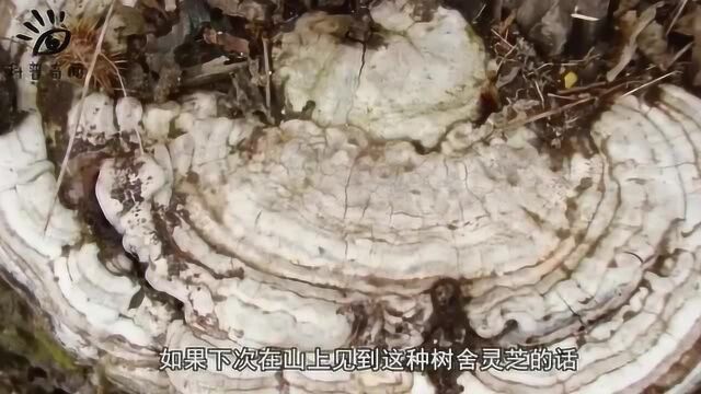 农村的枯木上长着的“树舍灵芝”,到底有什么功效,看完就知道了