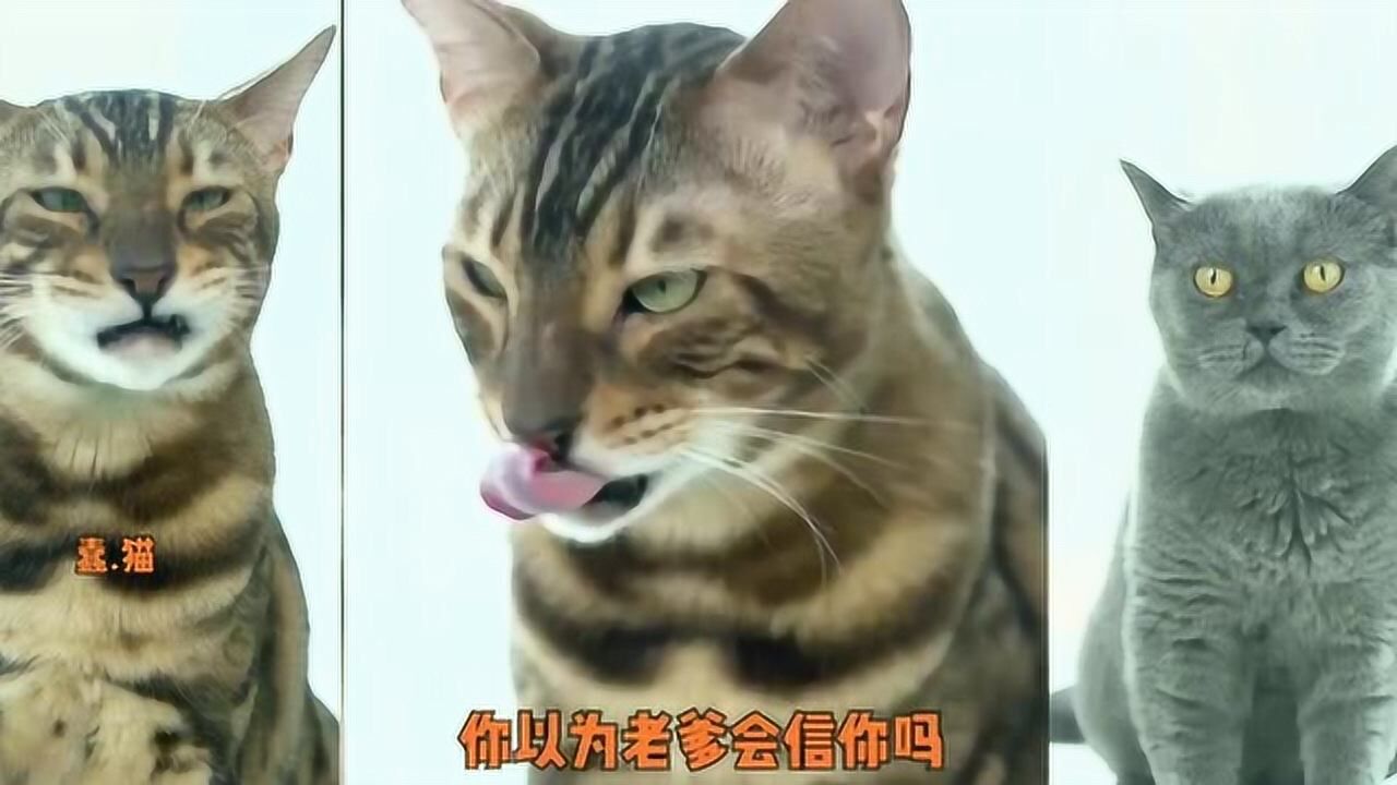 小宇:为了让小歪减肥,我和豹豹操碎了心!