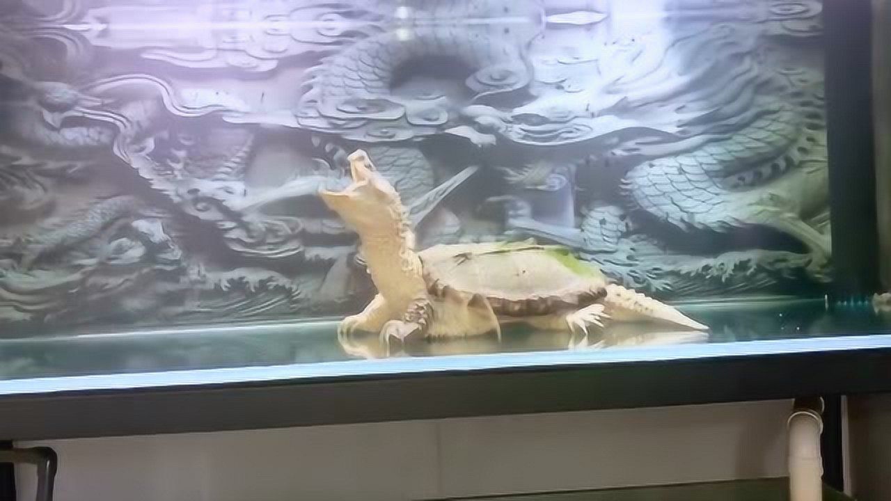 二月二龙抬头,鱼缸里的这个鳄龟,这一抬头确实有种玄武的感觉了!
