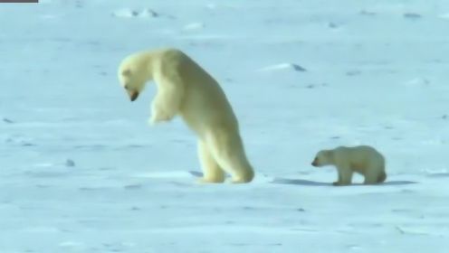 北极熊猎杀海豹全靠出其不意，带着熊孩子就难上加难了！