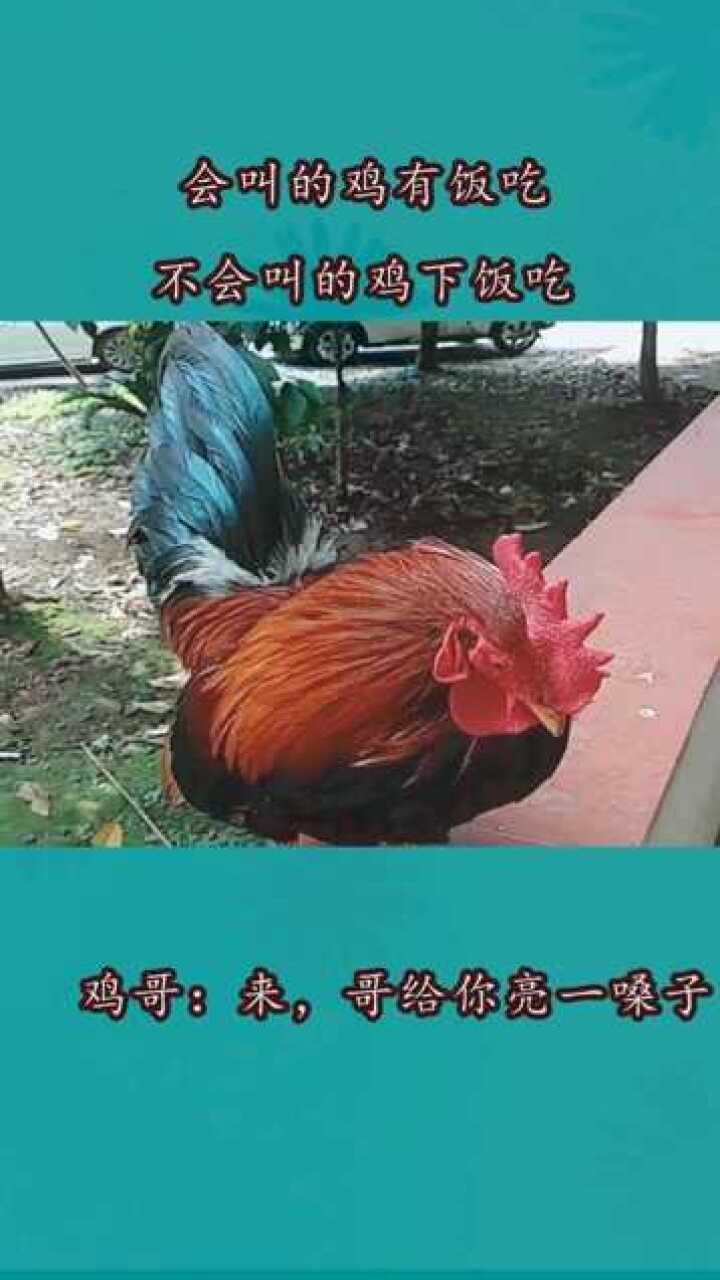 会叫的鸡有饭吃,不会叫的鸡下饭吃!