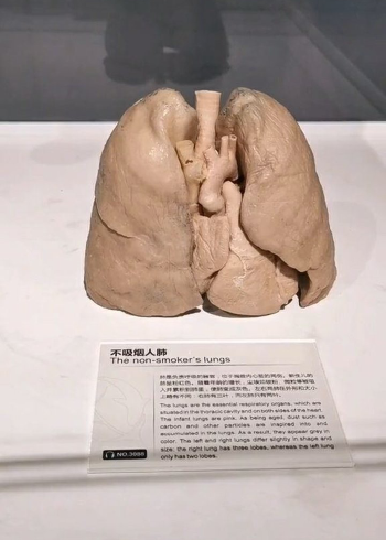 正常的肺和吸烟者的肺!太可怕了!