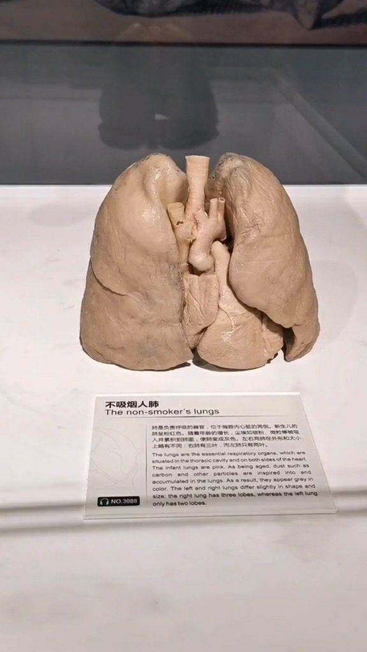 正常的肺和吸烟者的肺!太可怕了!