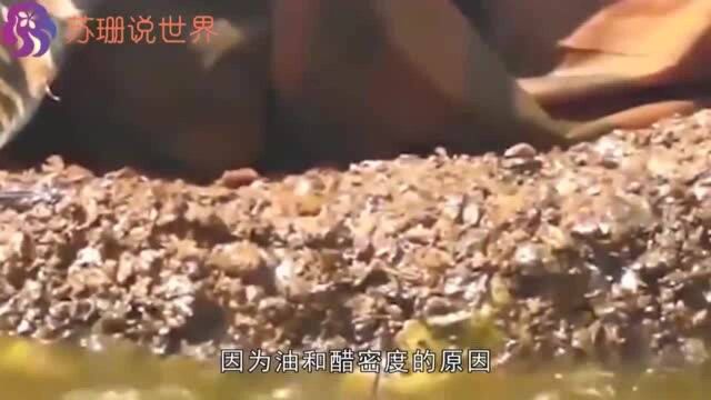 泰国僧人秀神技:“滚油锅里打坐”,被我国游客看穿:帅不过三秒