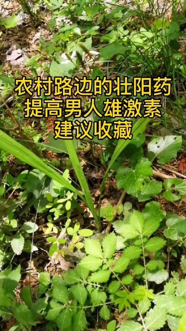 农村路边的壮阳药,提高男人雄激素,可以学习收藏