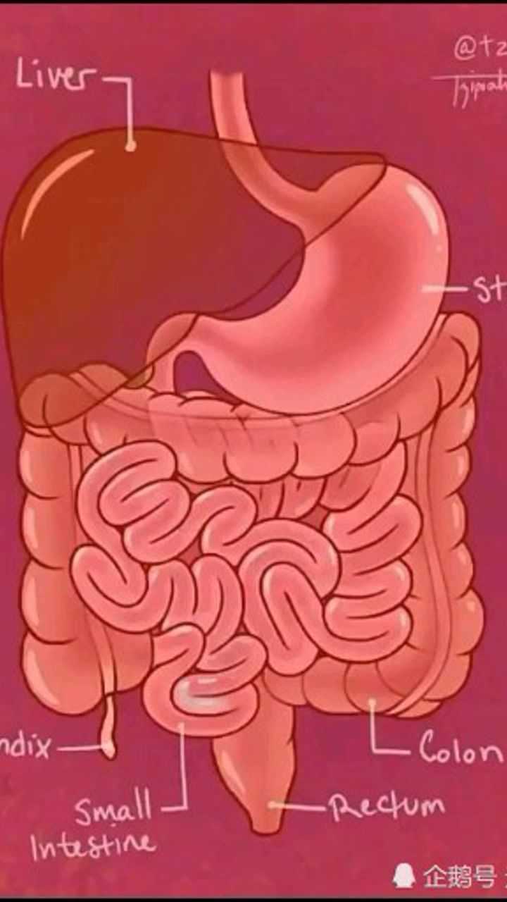 食物在肠道的走向图图片