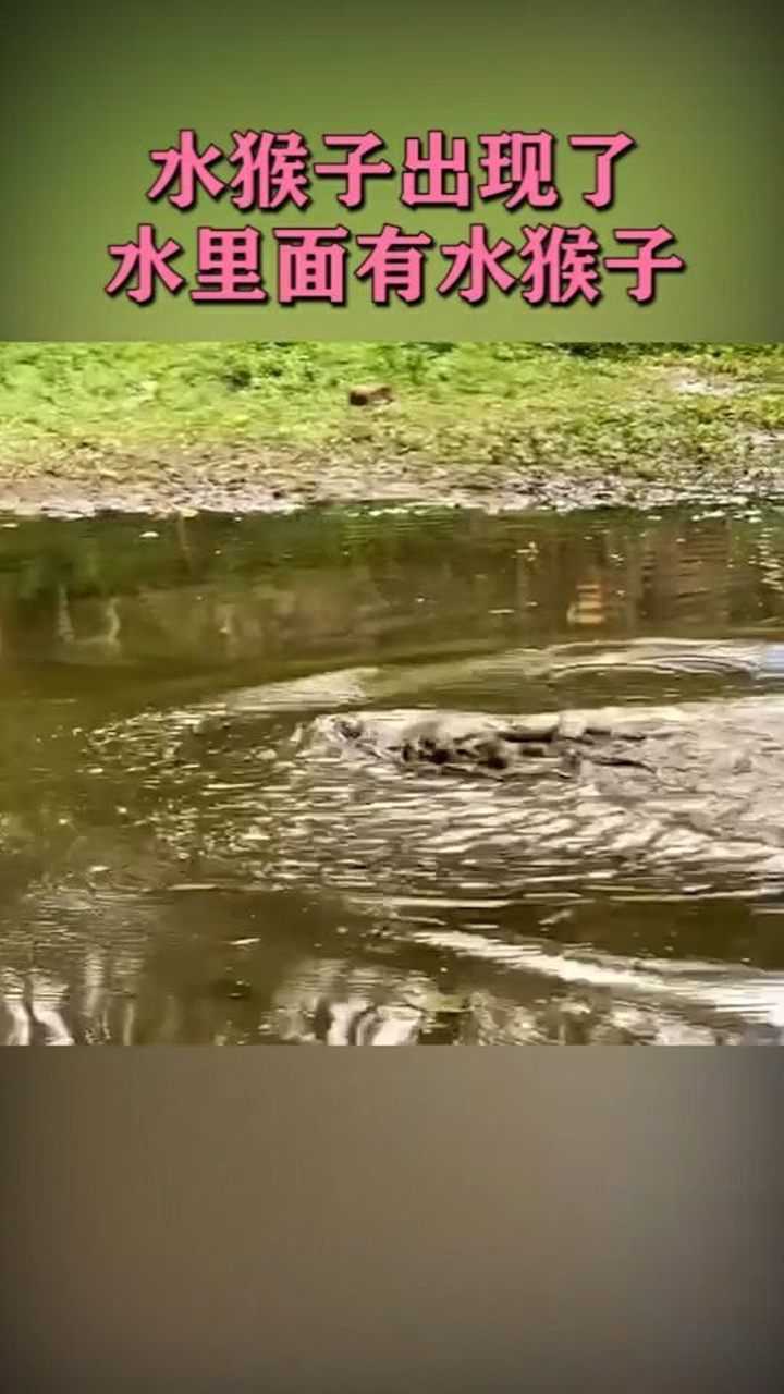 水猴子出現了,這個是真的水猴子