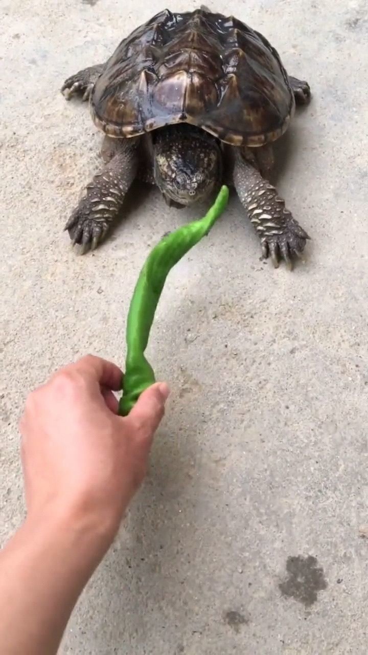 鳄龟吃辣椒,瞬间咬断,咬合力惊人!