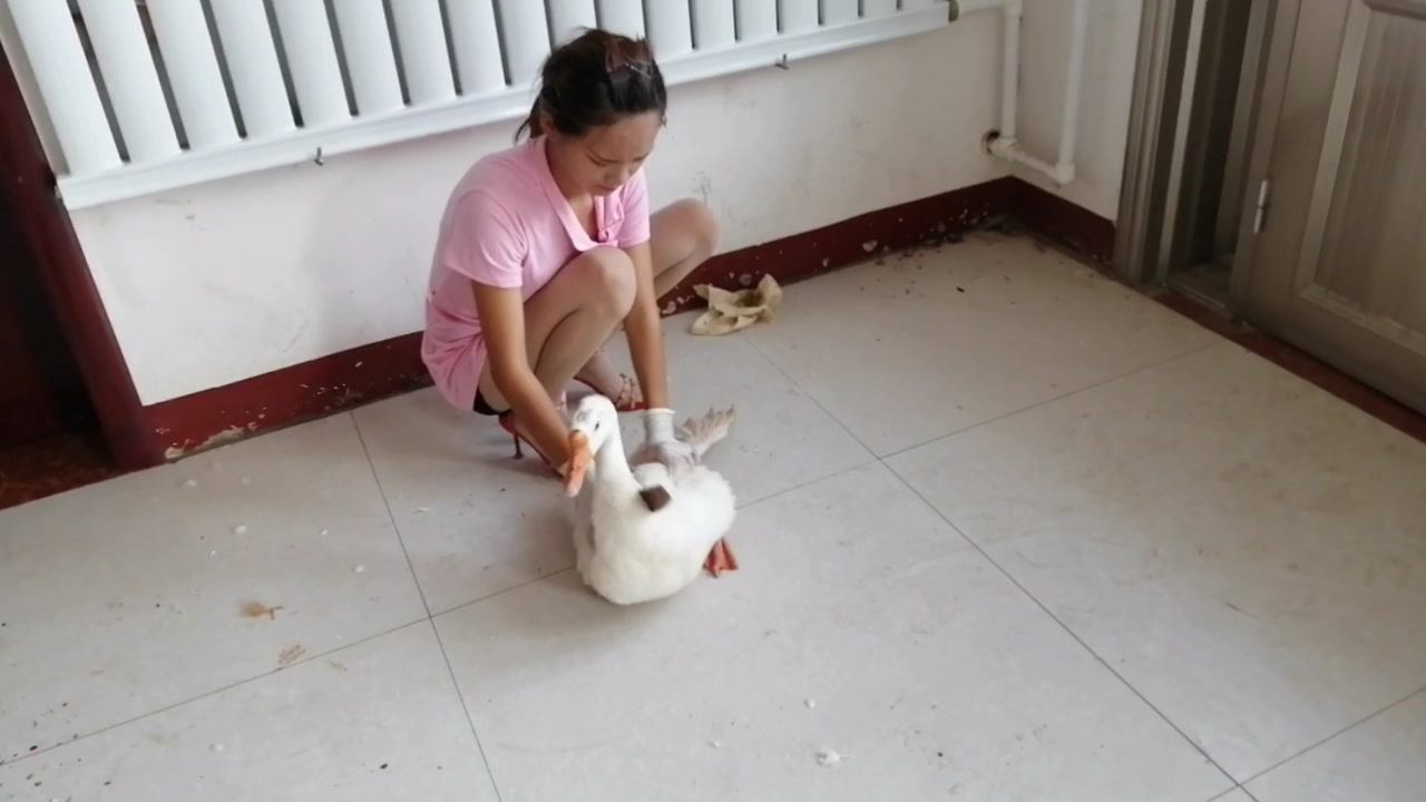 美女杀鹅_腾讯视频