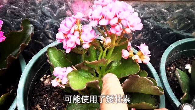 刚买回来的长寿花要进行一个重要操作,关系到后期长势和开花