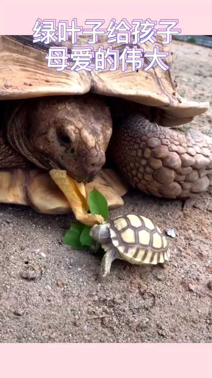 乌龟妈妈把最嫩的叶子留给孩子,母爱的伟大!