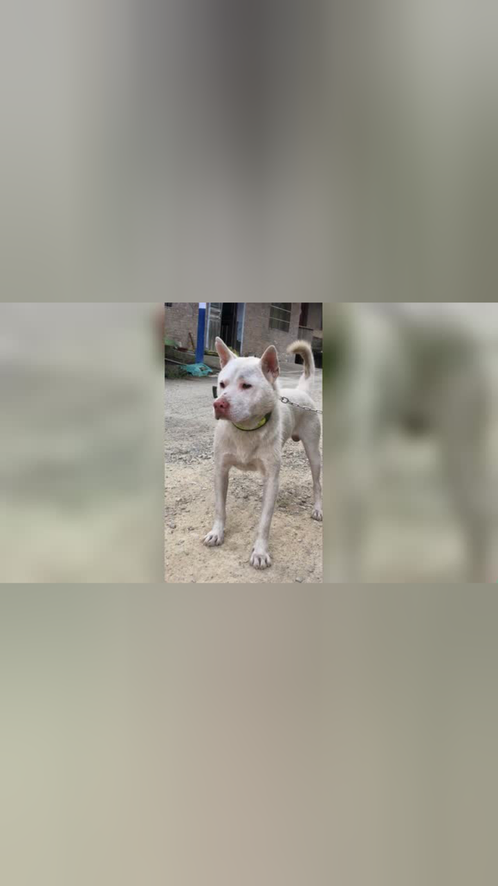 短毛下司犬森林之王 _腾讯视频