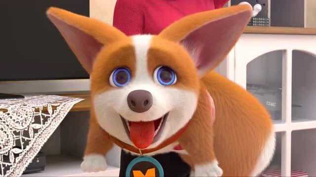 《飞狗moco》我们汪星人,就是那么拽,还有一点坏