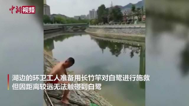 暖心!市民下湖营救受困白鹭