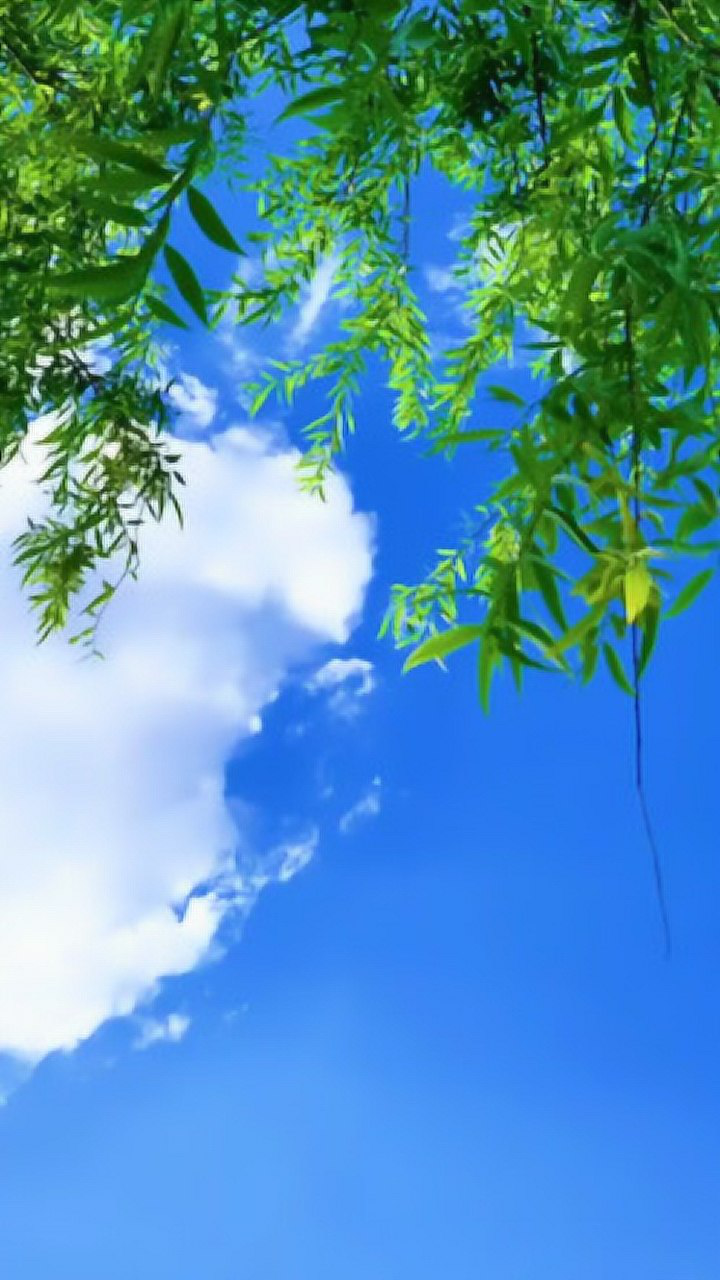 蓝天白云绿树,一切都是生机勃勃的景象