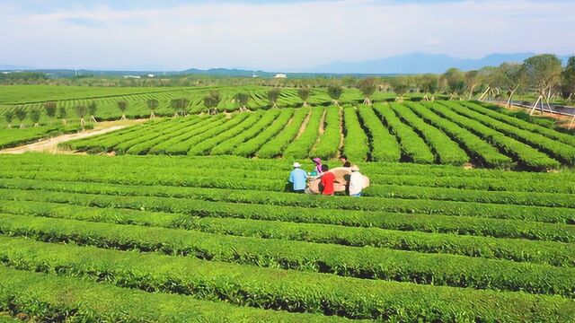 【飞“阅”中国】风景如画 湖北咸宁打造茶旅融合生态茶园