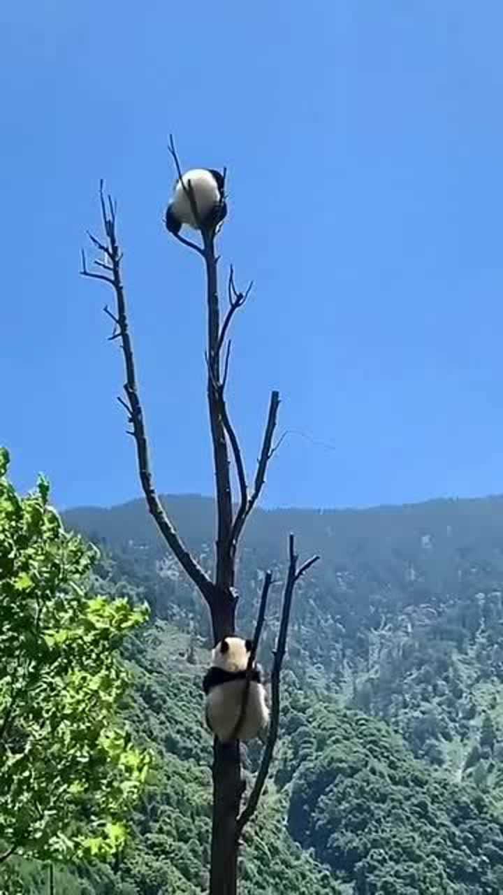 熊猫爬到树顶上,站得高才能望得远,看看远处风景!