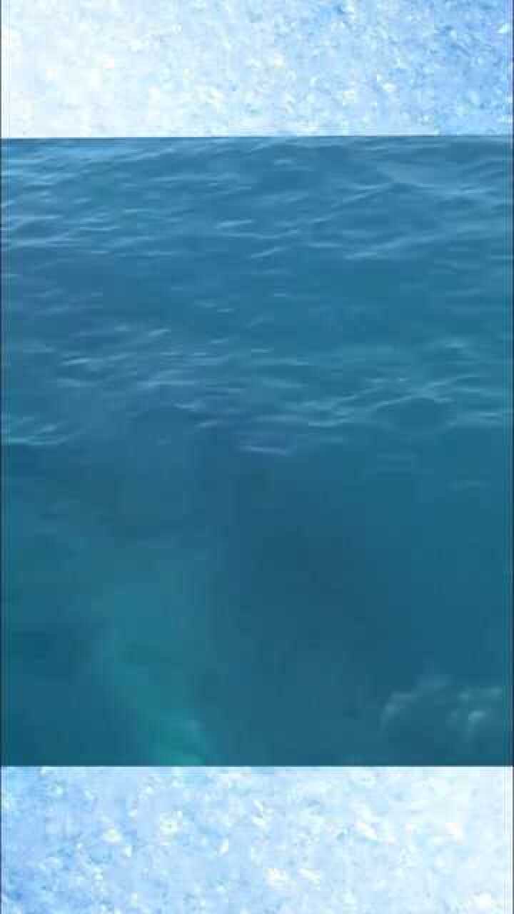 航拍深海偶遇大须鲸深海恐惧症者勿入声音有点刺耳