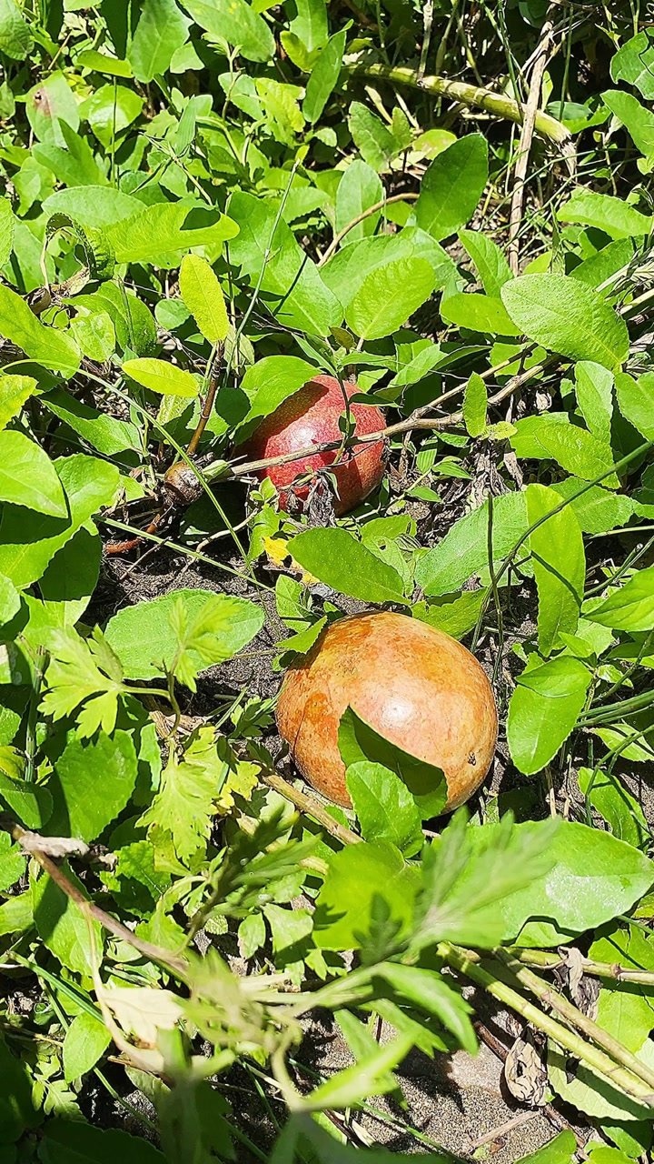 家人没有没有吃过地枇杷