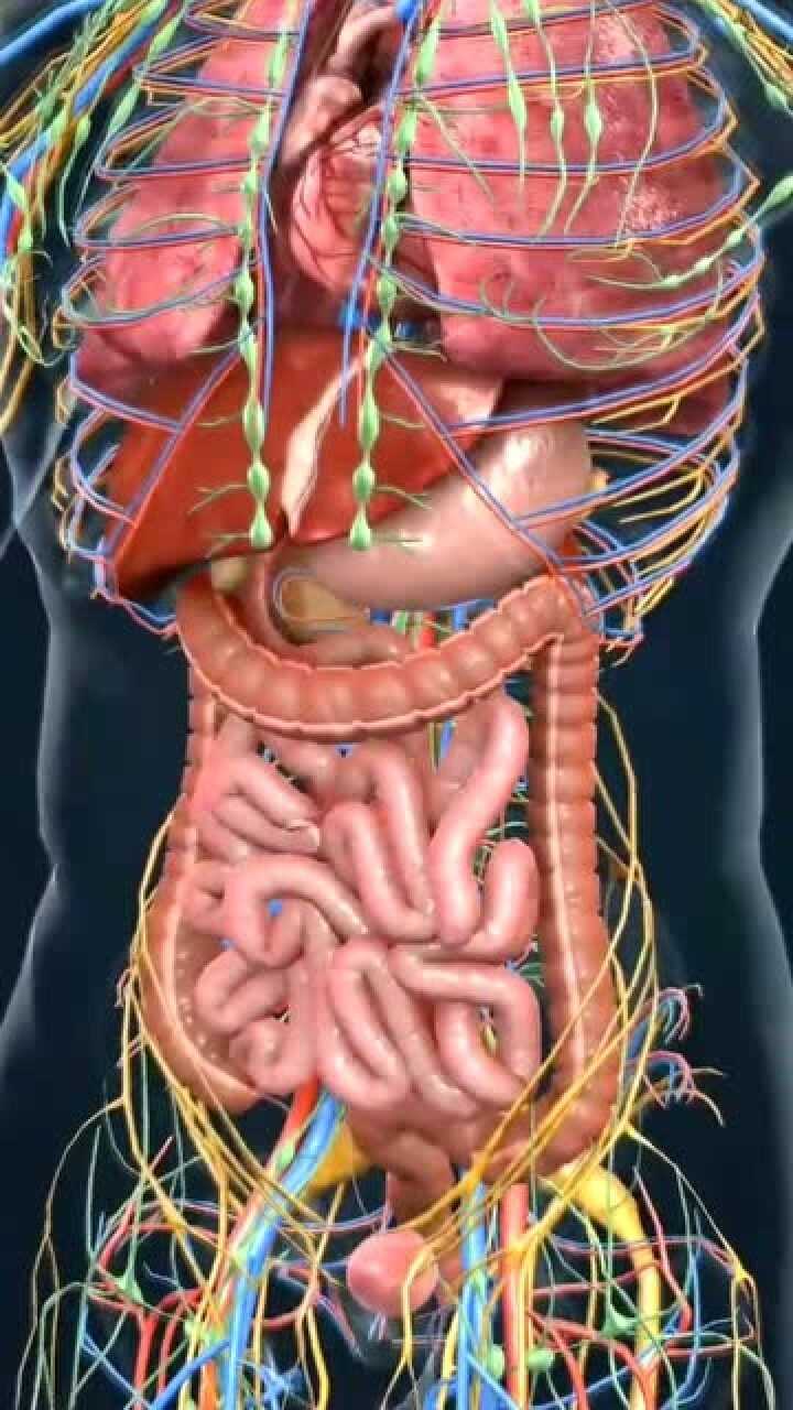 肠子在肚子里的示意图图片