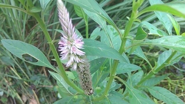 这种野生植物叫百日红,全身可药用,来认识一下