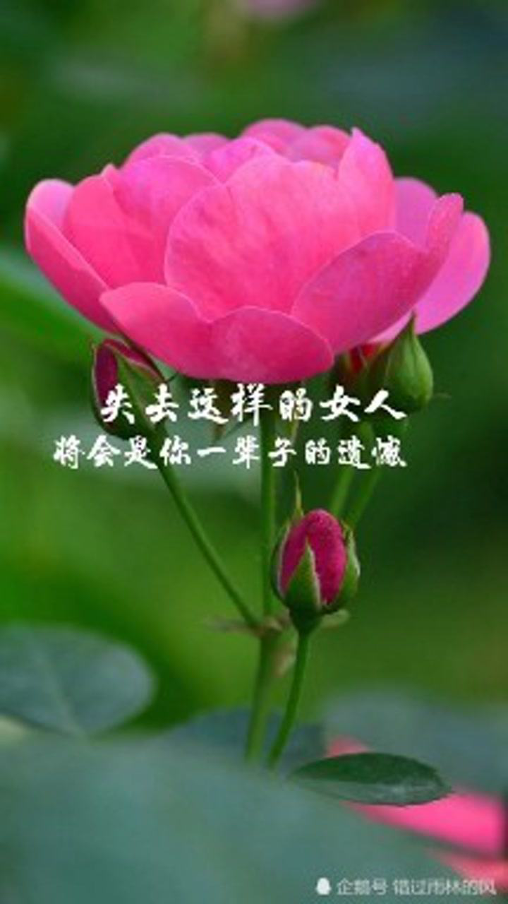 情感语录失去这样女人将是你一辈子的遗憾