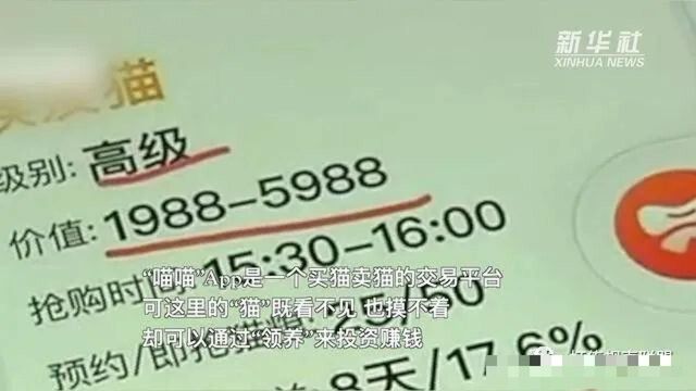 “网上养猫”原是传销骗局 “高额回报”陷阱需警惕