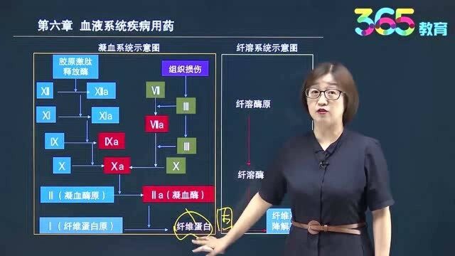 365教育药二考点冲刺:血液系统疾病用药