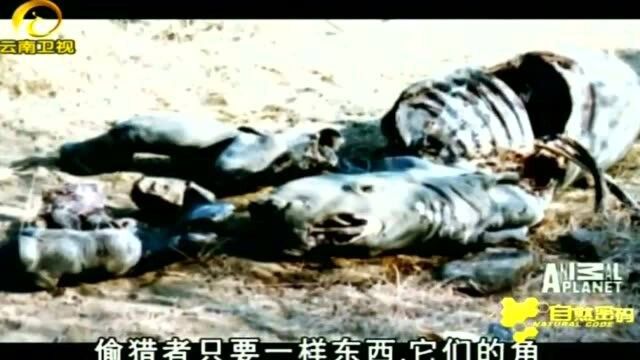 由于捕猎者的滥捕滥杀,白犀牛已濒临灭绝,一度剩下不到200头