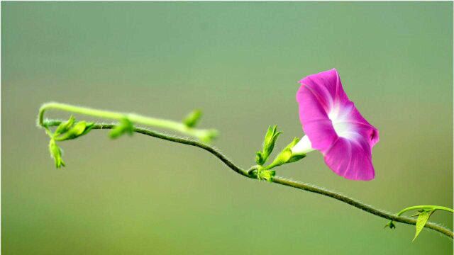 你知道吗?为什么牵牛花总是右旋而上生长