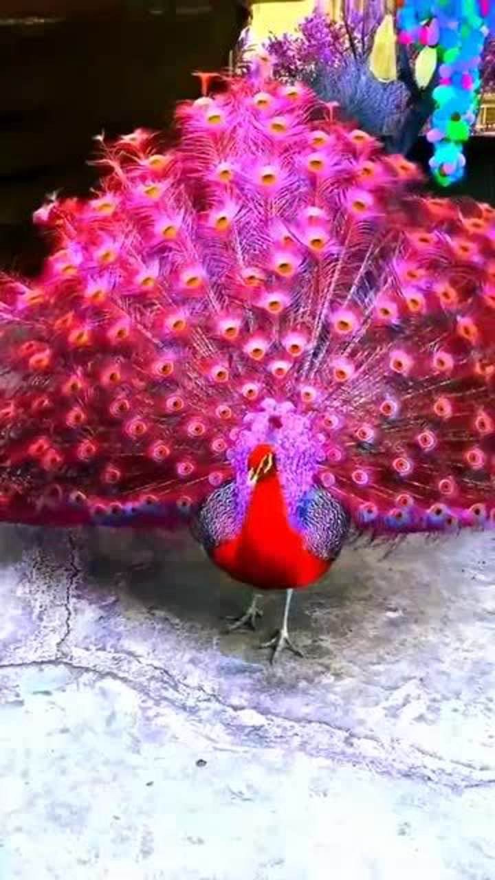 孔雀开屏人间绝美