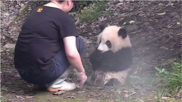 小团子坐在水坑里,不停示意饲养员帮它洗澡,镜头记录搞笑画面