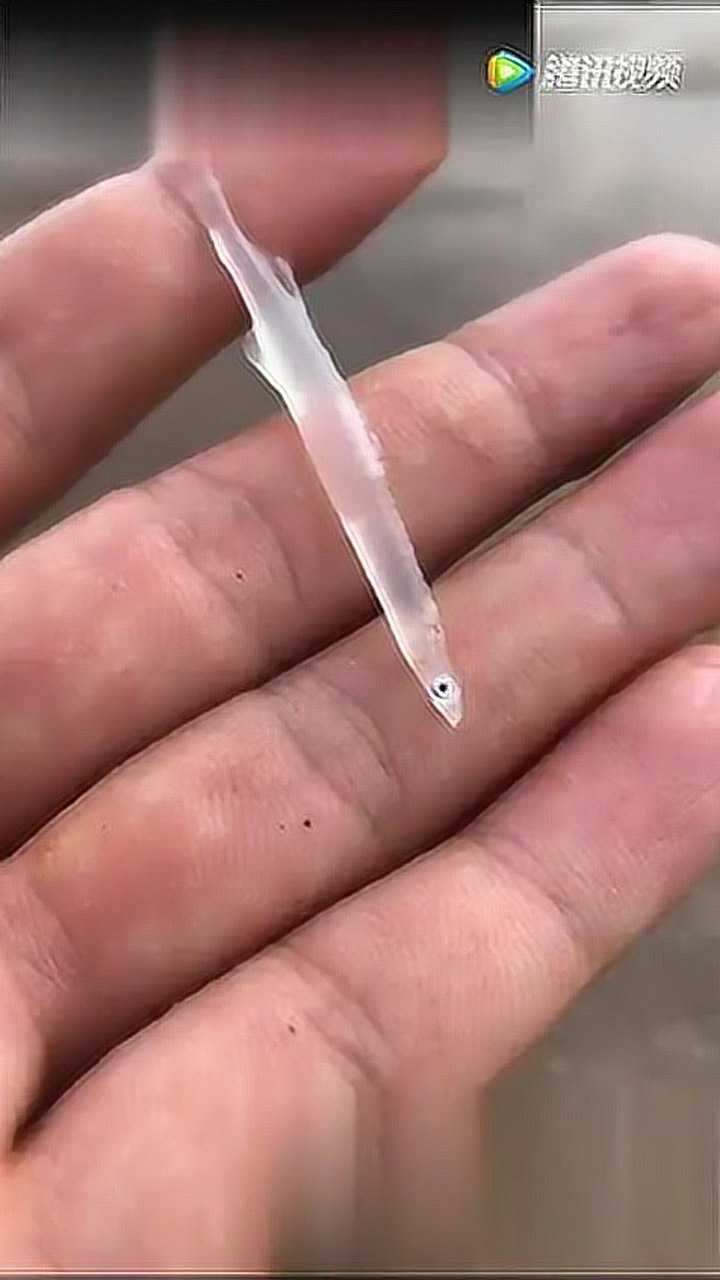 全身透明的这个鱼,有人知道这是什么鱼吗?