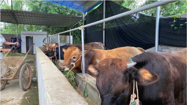 小伙回农村养牛创业,投资10万赚大了,小伙大方说出养牛配方