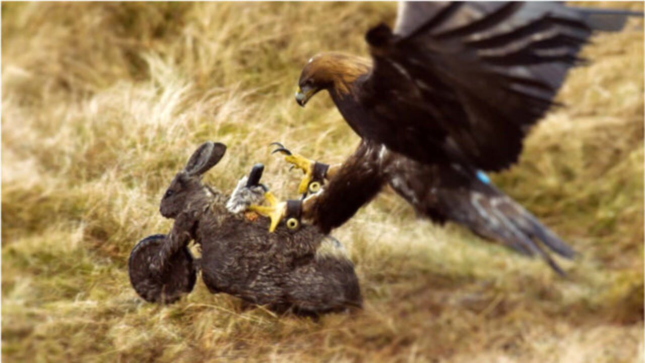 兔子飞天打老鹰的脸,吓懵了围观群众,网友:这是兔子精吧!