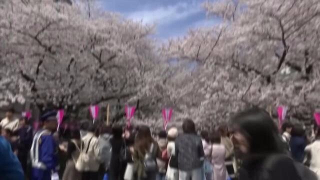 日本樱花提前盛放,东京迎来一片粉色的花海