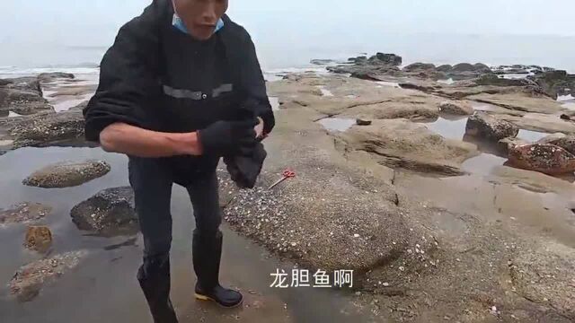 赶海:男子深坑抓到珍贵“龙胆鱼”,它的粘液不是一般的多!